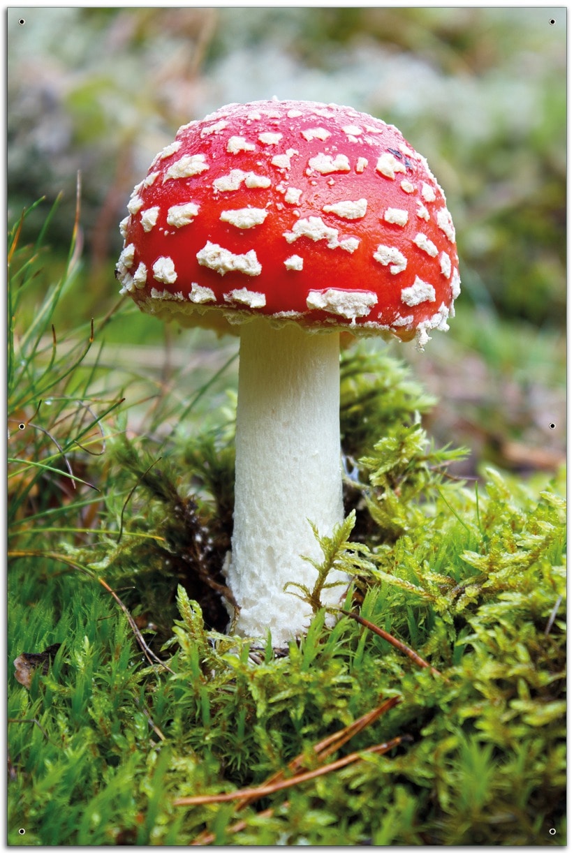 Wallario Gartenposter Rund, 60 cm Durchmesser Fliegenpilz im Wald - Bild 1