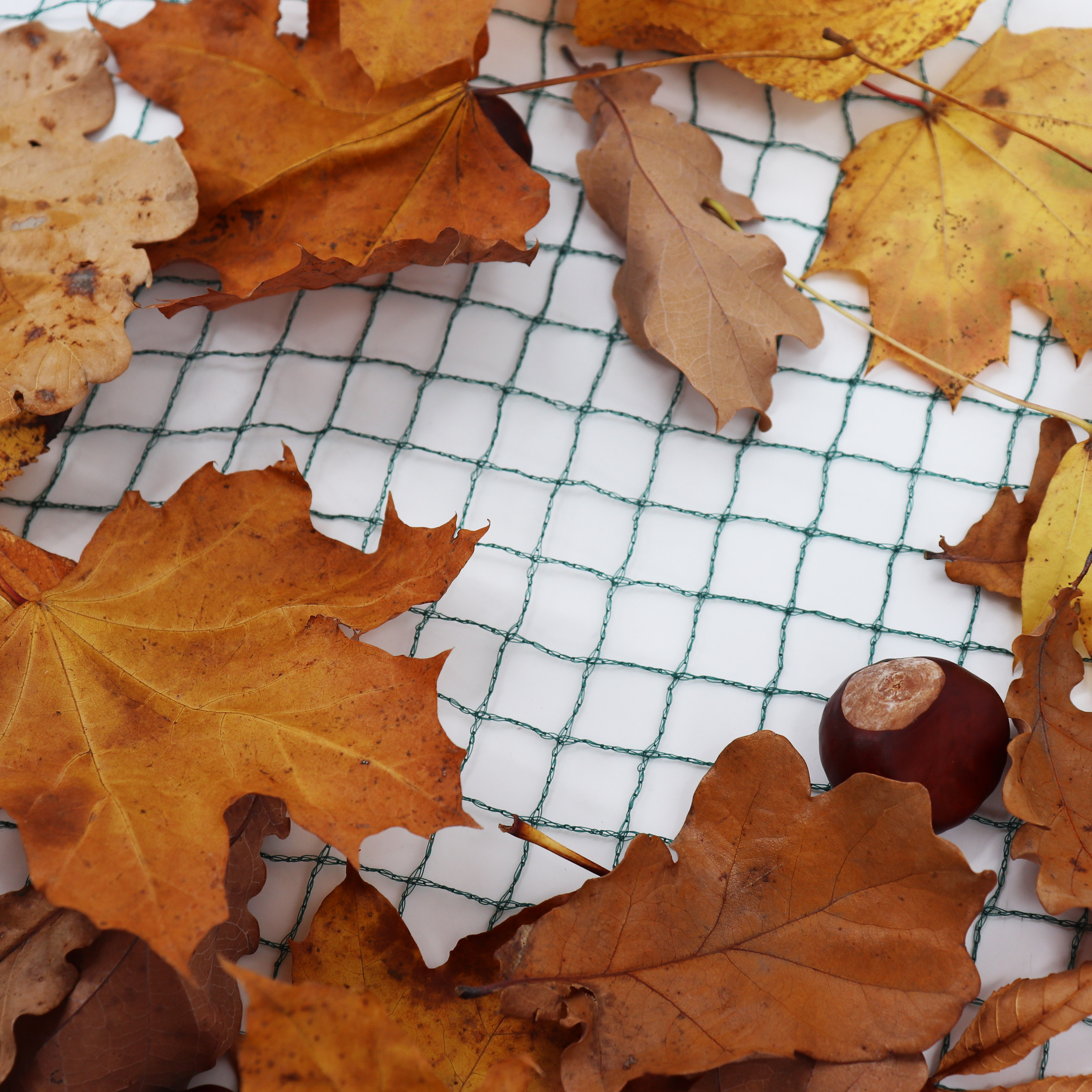 Aquagart Teichnetz 3m x 8m Reiherschutz Silonetz Laubschutznetz Vogelschutznetz Laubnetz - Bild 1