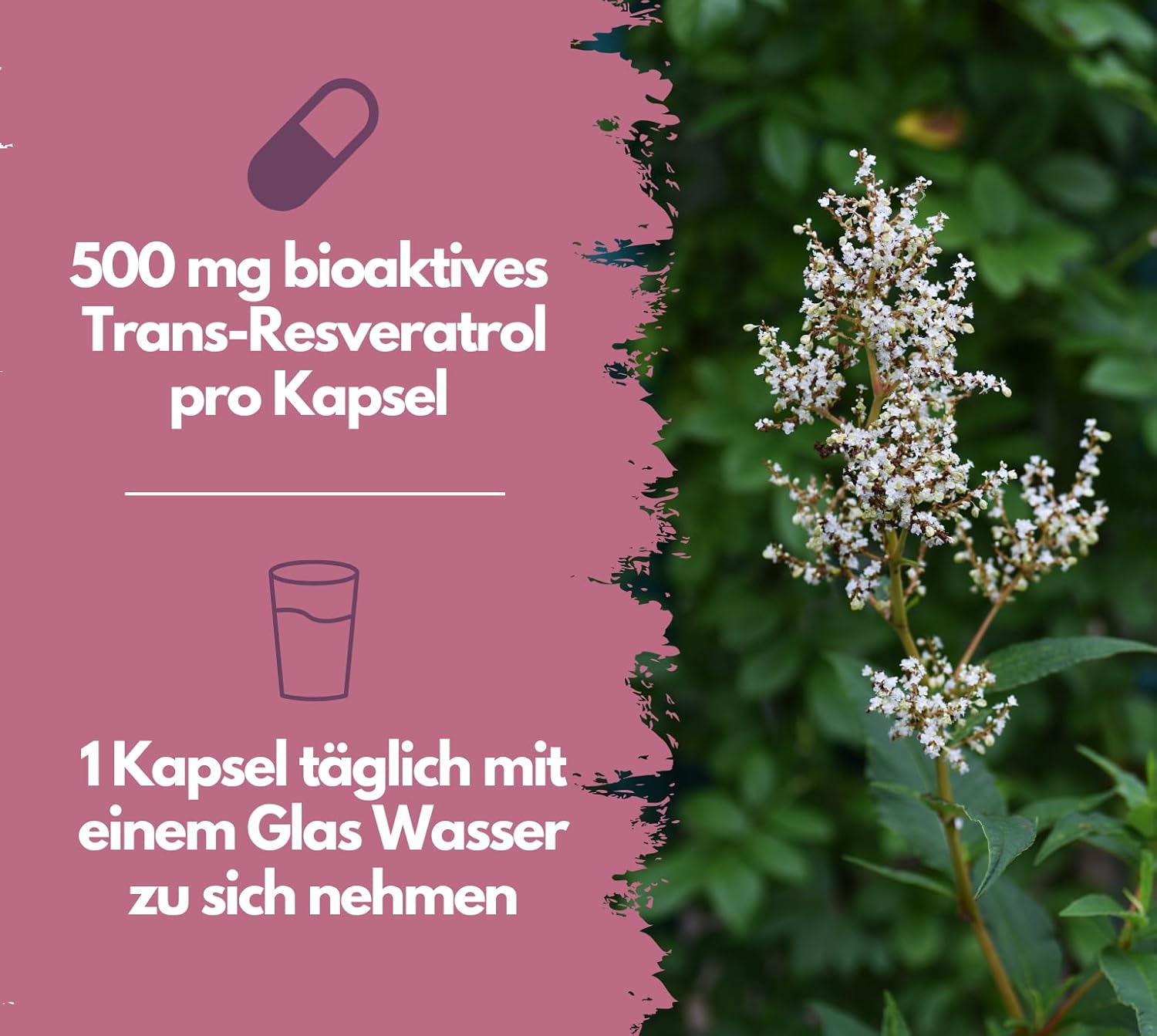 EXVital&reg; Resveratrol Kapseln, hochdosiert, 120 Kapseln - Bild 1